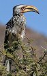 Southern Yellow-billed Hornbill ミナミキバシコサイチョウ